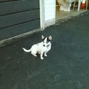 Meet your Posher, Lewis